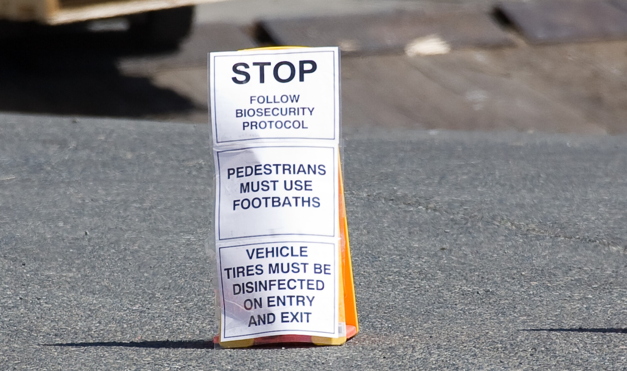 Second viral outbreak on Mainstream farm